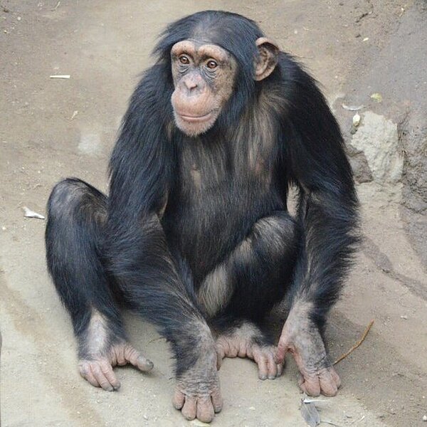 chimpanzee