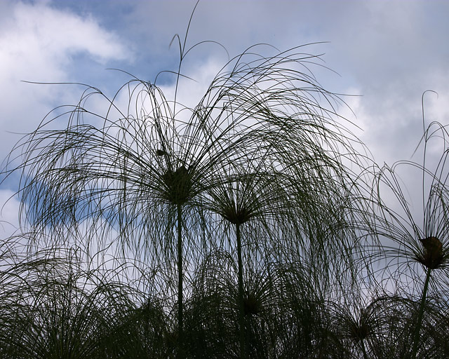 Cyperus papyrus - Wikipedia