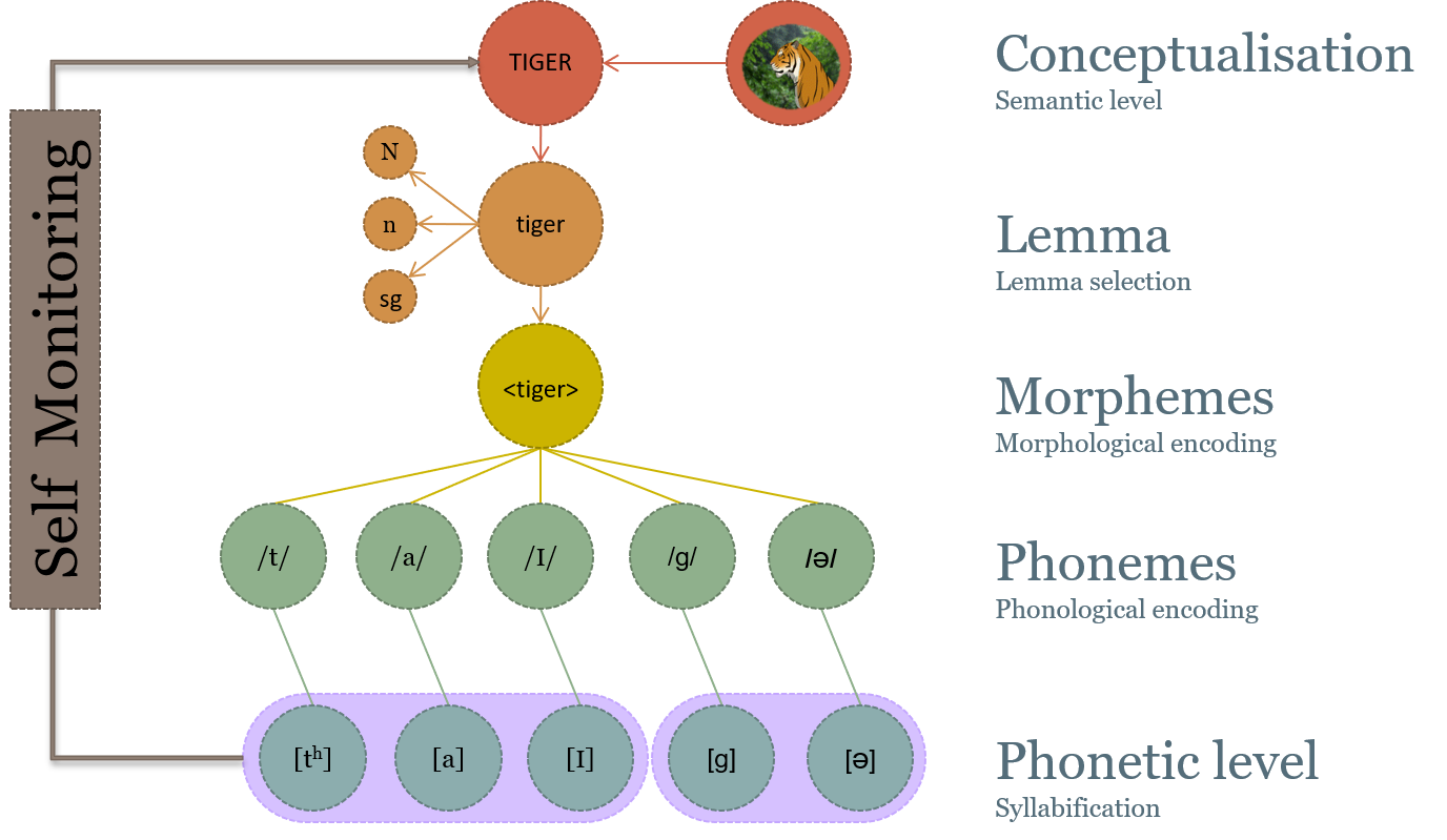 Standard Speech Production Model